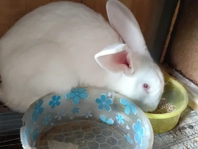 Продаются домашние кролики