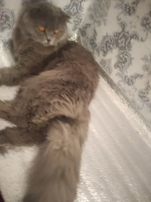 shatadiski moshuk ismi barsik puli 100$kamiyu