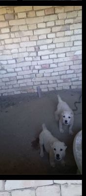 Алабай сотилади эркаг