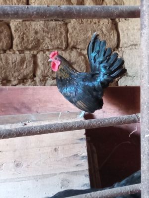 Yapon xoʻroz sotiladi