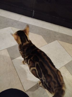 Bengal qiz bola yaqinda tug'ad