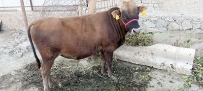 Buqacha 17mln so’m