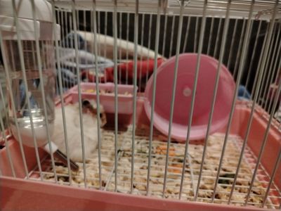 Отдам хомяка в хорошие руки, клетка в подарок