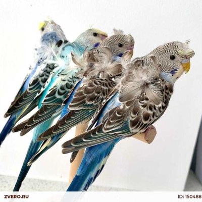 продаю волнистых попугаев бабочки