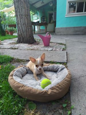 Продаются Щенки Чихуахуа