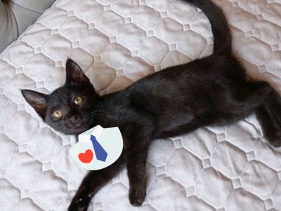 Котёнок домашний