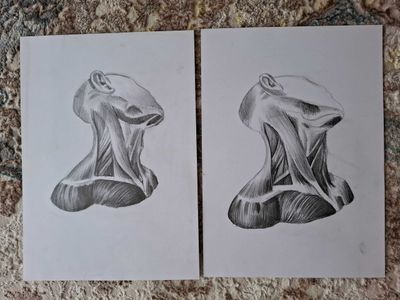 Продаётся нарисованная вручную шея человека с отпечатком мышц