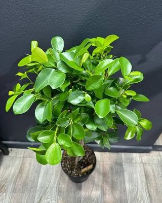 Фикус мокламе, ficus moclame