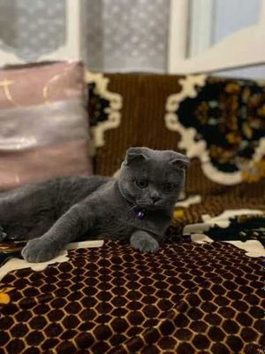 Вяска кошка мальчик