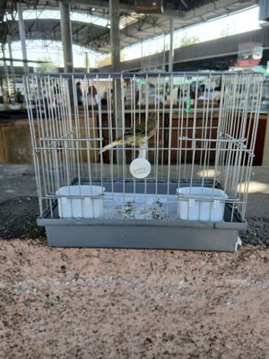 Kanareykalar qafasi bn sotildi