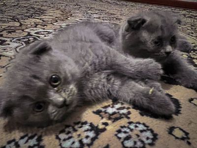 Scottish fold qizbola mushukcha