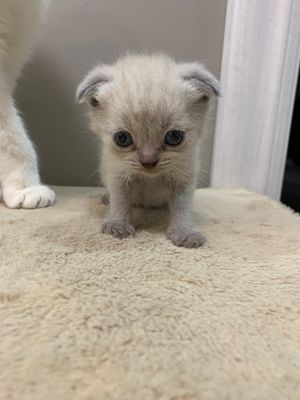 Продается котята