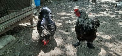 Продаются петухи домашние