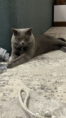 Срочка нужна девочка кошка.