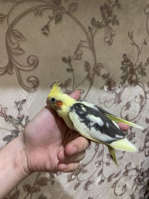 Ручной корелла продаеотся