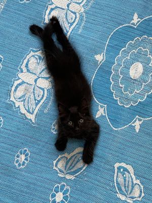 Котик, отдам даром. Mushukcha, bepul.