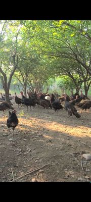 Kurka gulgula **
