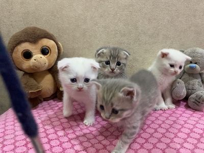 Продам котят Scottish Fold и Scottish Straight