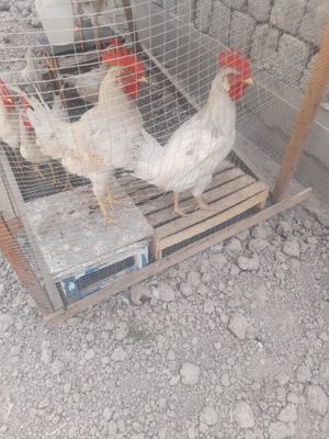 Хўрозлар 4 ойлик