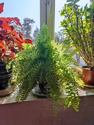 Цветок молочай и папоротник