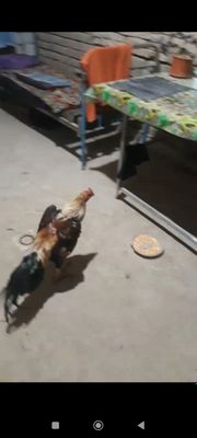 Bobo hozoz sotiladi
