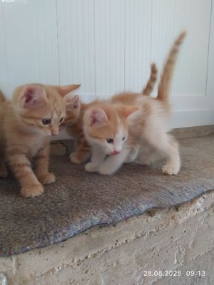 Пушистые котёнки