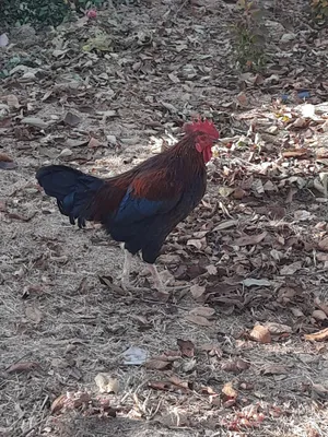 хонаки курка ва товуклар сотилади срочни.соглом.