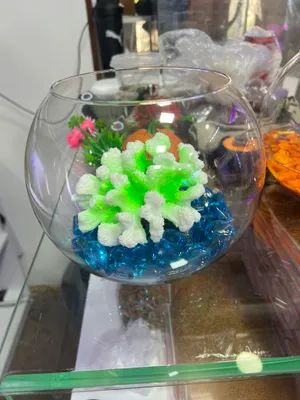 Akvarum va baliq dokon