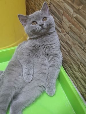 Продаются шикарная девочка скоттиш страйт.