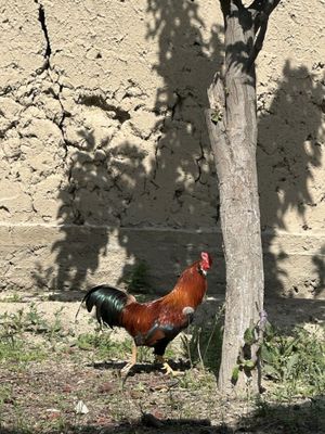 Qizil xo’roz sotiladi