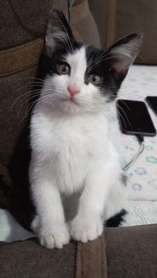 Одам даромкотенка