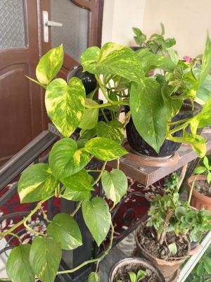 Money Plant, Golden Pothos, Scindapsus, Epipremnum Aureum,Pul guli.