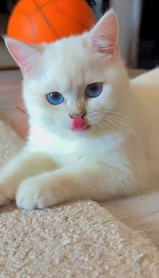 Элитный Британский шиншила