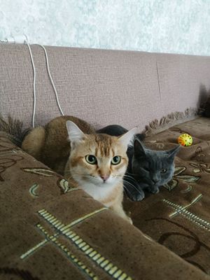 zalatoy shinshila