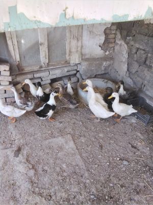 12шт уток дешева продается