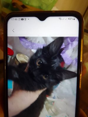 Котенок от кошки мейкун