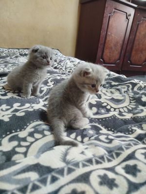 Кошки борода фолд