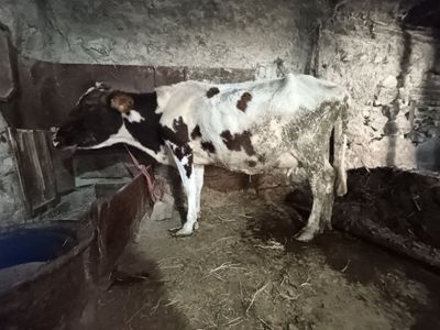 Она бола сигир сментал парода (срочно)