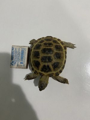 Продам черепаху самку, возраст не знаю