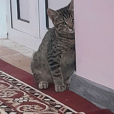 ТОМ мушук