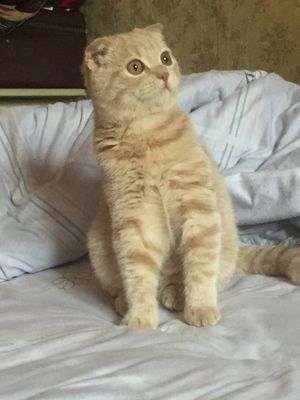 Опытный кот на вязку.