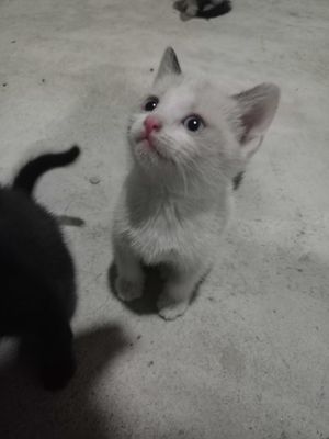 Отдам котят бесплатно, в хорошие руки