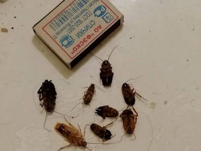 Dezinfeksiya tarakan klapa