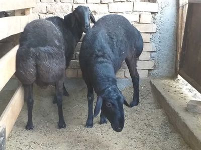 Halol boqilgan qo'chqorlar
