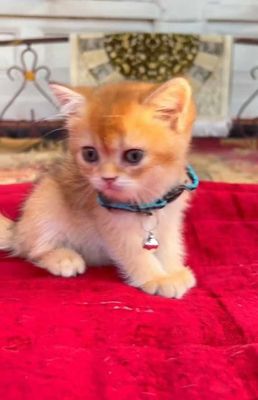 Котенок Британ шиншила ню 12