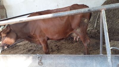 Ona bola sigir sotiladi
