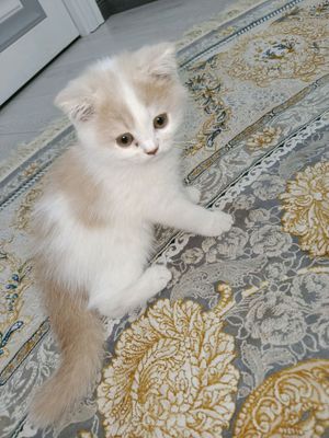 Parodasi scottish fold 2 oylik