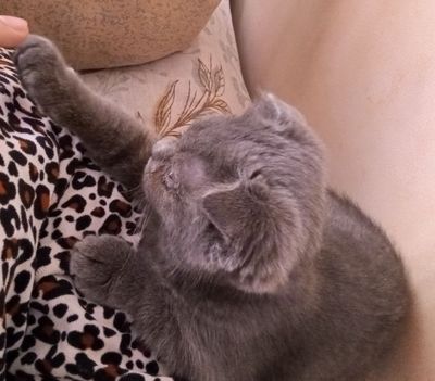 Британская вислоухая кошка