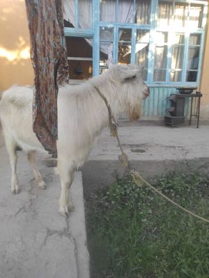 Така сотилади 2 яшар