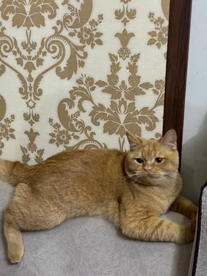 ВЯЗКА! СОТИЛМАЙДИ ( qoshtirish uchun) British Shorthair